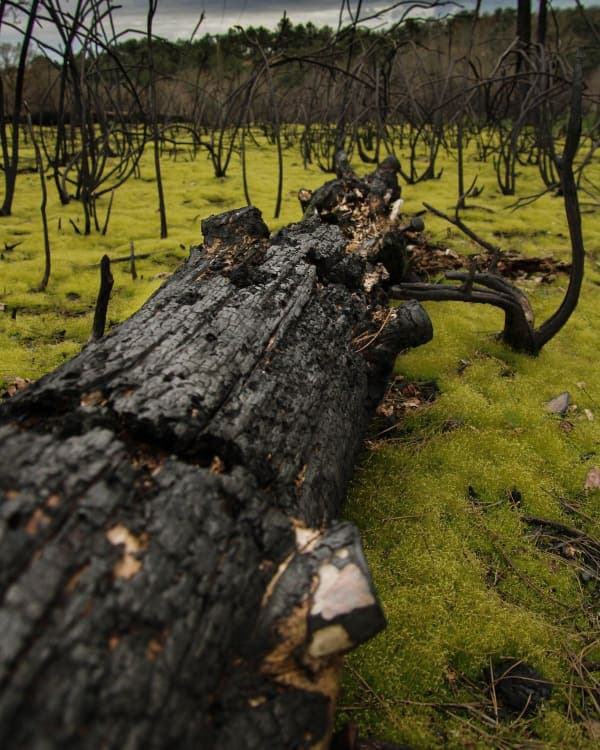 Renaissance du Silencieux
